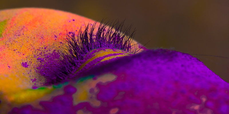 Best Micro Photography